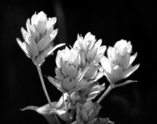 albino paintbrush